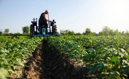 Potato plantation and tractor farmer cultivating rows. agroindustry and agribusiness. 