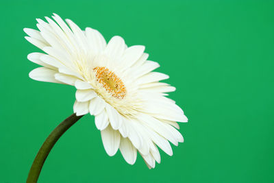 Close-up of white flower blooming against green background