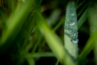 Close-up of wet grass