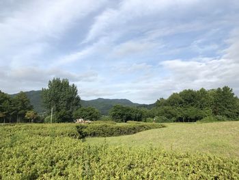 Scenic view of agricultural field against sky