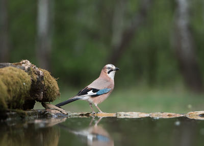 Close-up of bird perching on wood in water