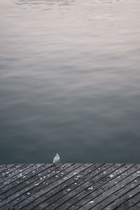 Bird perching on pier over lake