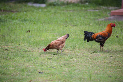 Mallard duck on field