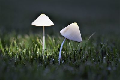 Close-up of mushroom growing on field