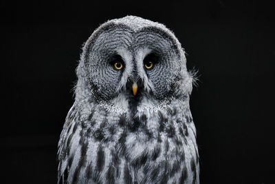 owl