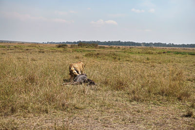 View of a lion on field