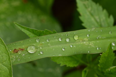 Close-up of water drops on leaf