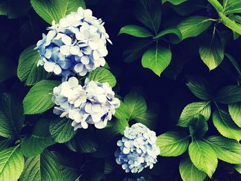 Close-up of white flowers blooming outdoors