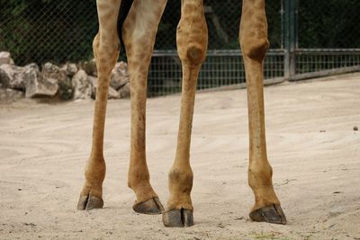 Low section of giraffe at zoo