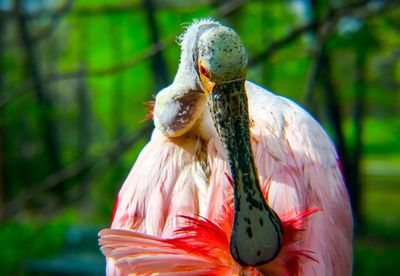 Close-up of roseate spoonbill