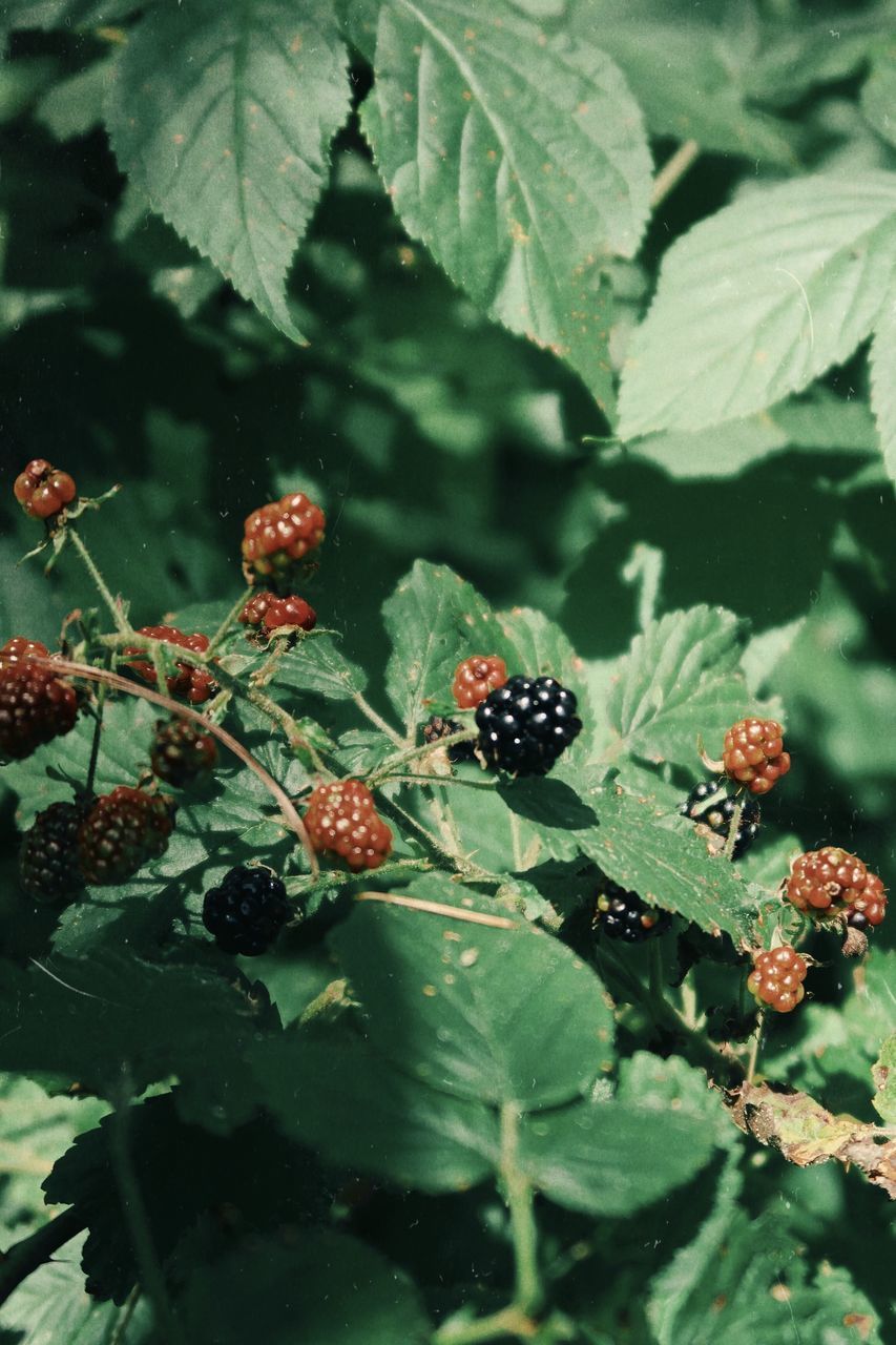 CLOSE-UP OF FRUITS ON PLANT