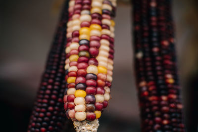 Close-up of multi colored corn hanging