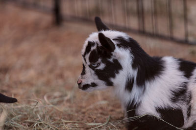 Close-up of goat in fence