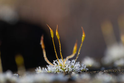 Close-up of frozen plant