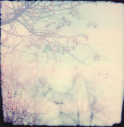 Low angle view of trees against sky