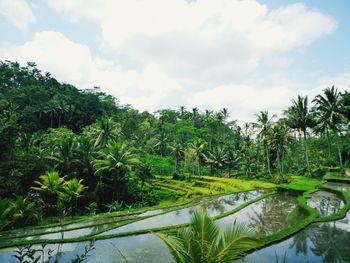 Scenic view of palm trees on landscape against sky