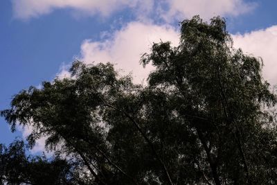 Low angle view of silhouette tree against sky