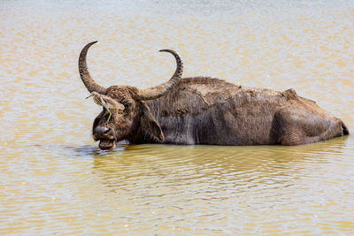 Buffalo in a lake with a bird on his nose