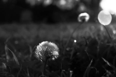 Close-up of dandelion