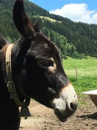 Close-up of horse grazing on field