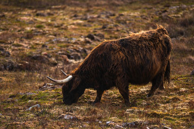 Cow standing on field