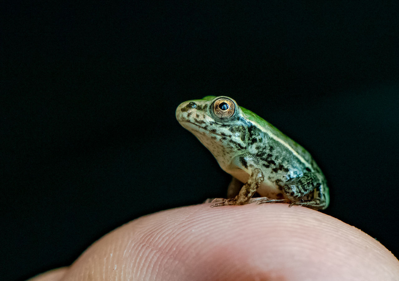 animal themes, animal, green, hand, one animal, animal wildlife, reptile, one person, macro photography, close-up, lizard, black background, finger, wildlife, holding, frog, amphibian, tree frog, focus on foreground, personal perspective