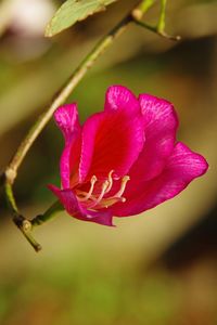 Close-up of pink flower blooming outdoors