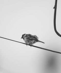 Low angle view of bird perching on cable against sky