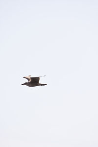 Low angle view of bird flying in sky