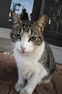 Portrait of cat sitting outdoors