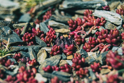 Close-up of fruits for sale in market