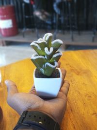 Close-up of hand holding potted plant on table