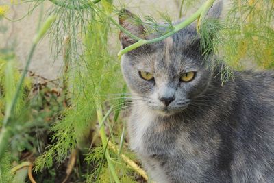 Close-up portrait of a cat