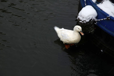 High angle view of swan swimming in lake
