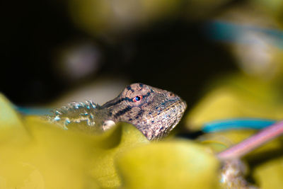 Close-up of insect on leaf