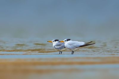 Seagull perching on a beach