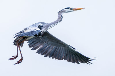 Close-up of a bird flying