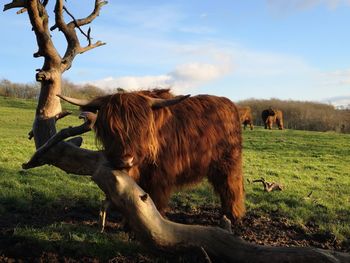Highland cow scratching on a tree