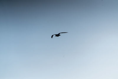 Low angle view of bird flying against clear blue sky