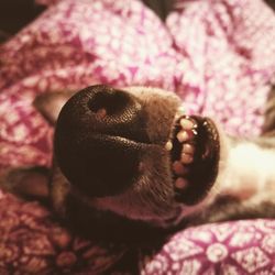 Close-up of dog on bed