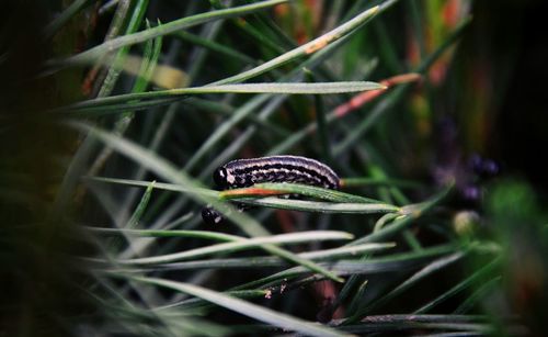 Close-up of a lizard on grass