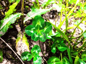 High angle view of fresh green plant on land