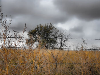 Bare tree on landscape against sky