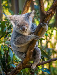 Close-up of a squirrel on tree