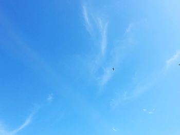 Low angle view of birds flying in sky