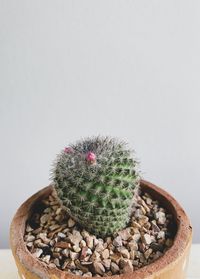 Close-up of succulent plant against white background