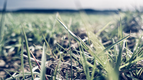 Close-up of grass on field