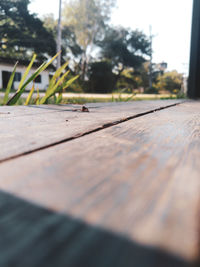 Surface level of insect on table