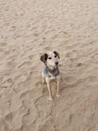 High angle view of dog on sand