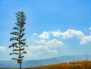 A low angle view of a plant with the clouds in the sky background in hamedan - iran